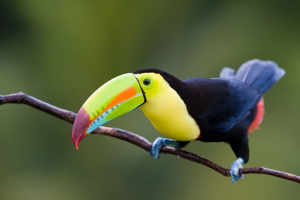 hermoso tucán en las selvas-de Colombia