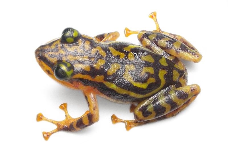 rana Pristimantis ornatissimus