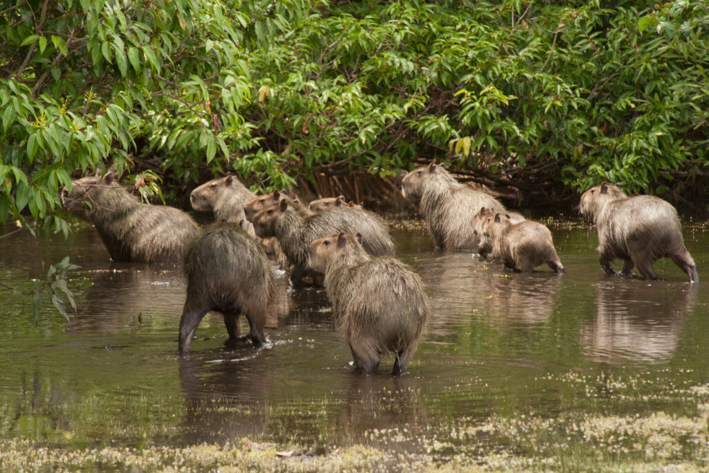 fotos jorge garcia Chiguiros