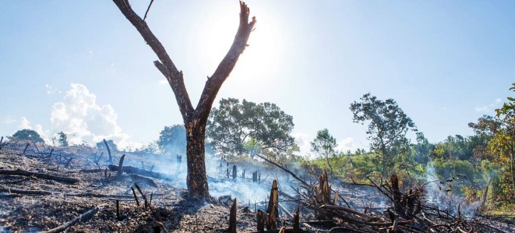 disminuye la deforestacion
