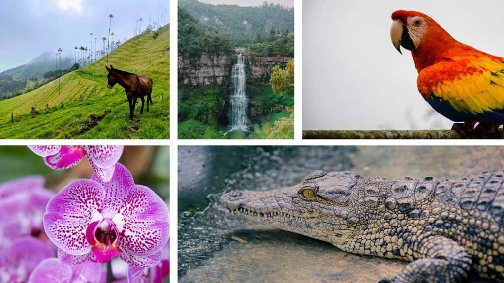 Flora y Fauna de Colombia