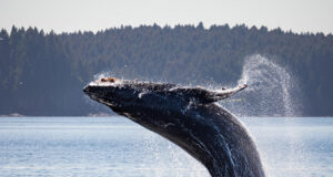 ballenas